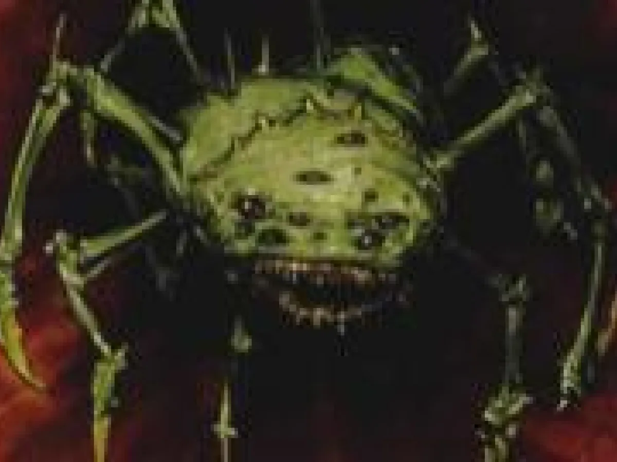 Araignée Energétique