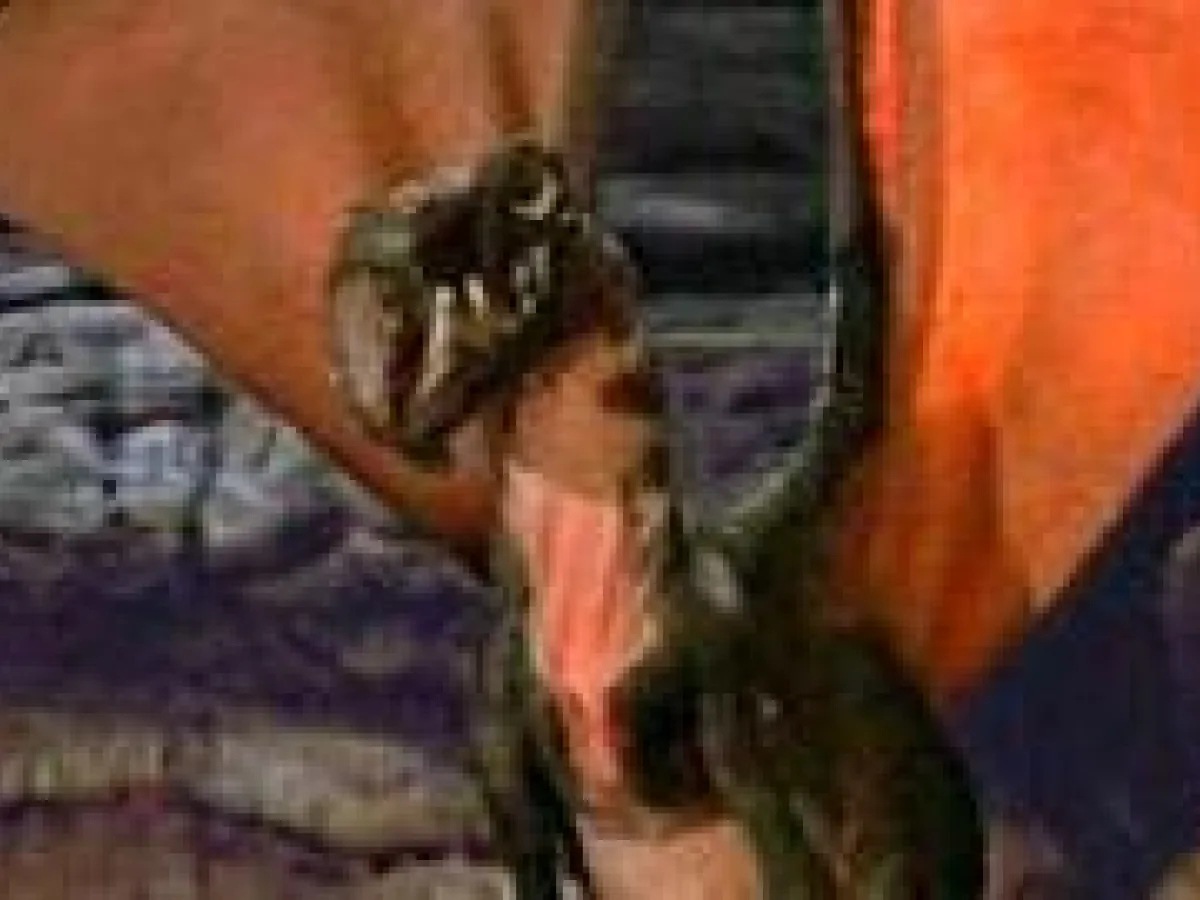 Dragon-Condor