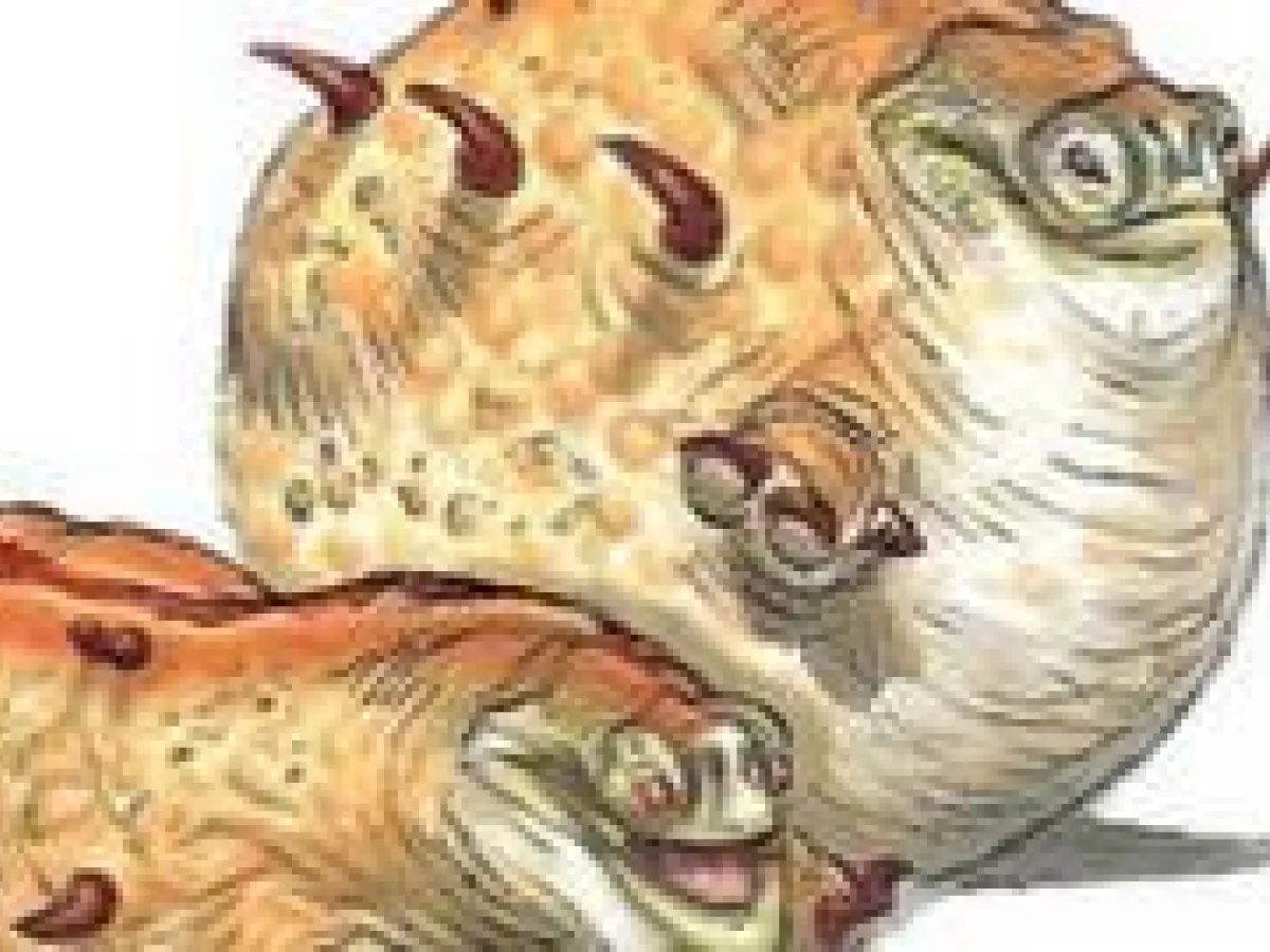 Gullipud