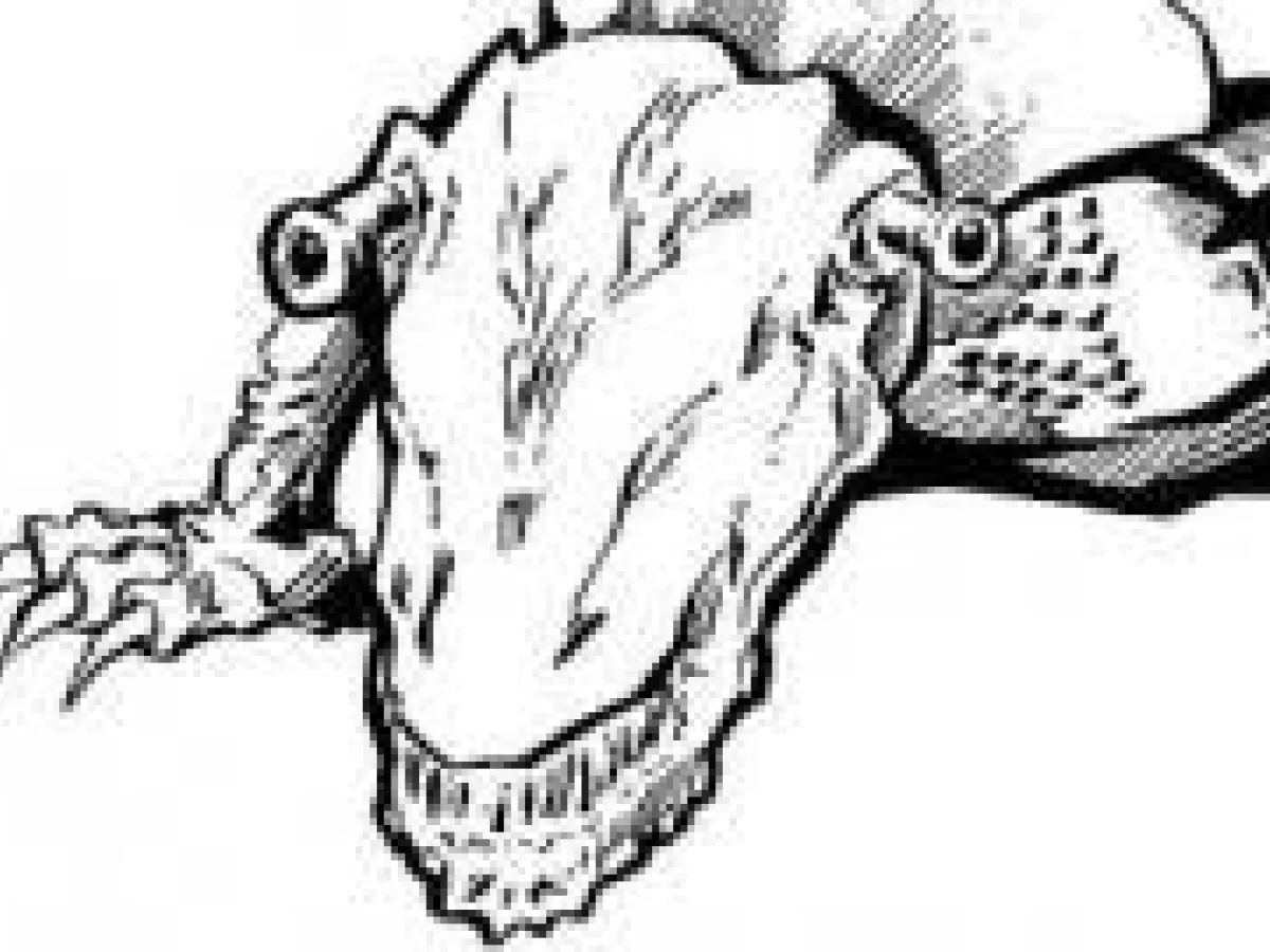Myntor