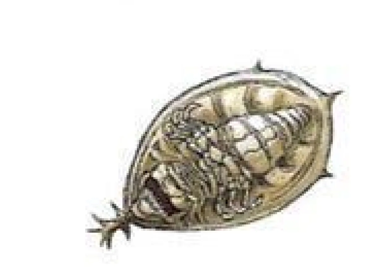 Orbalisk