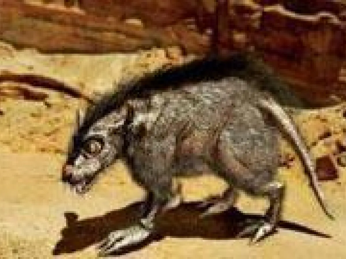 Rat Womp