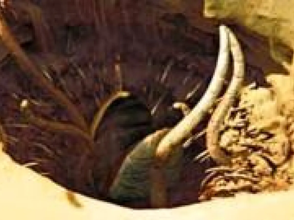 Sarlacc