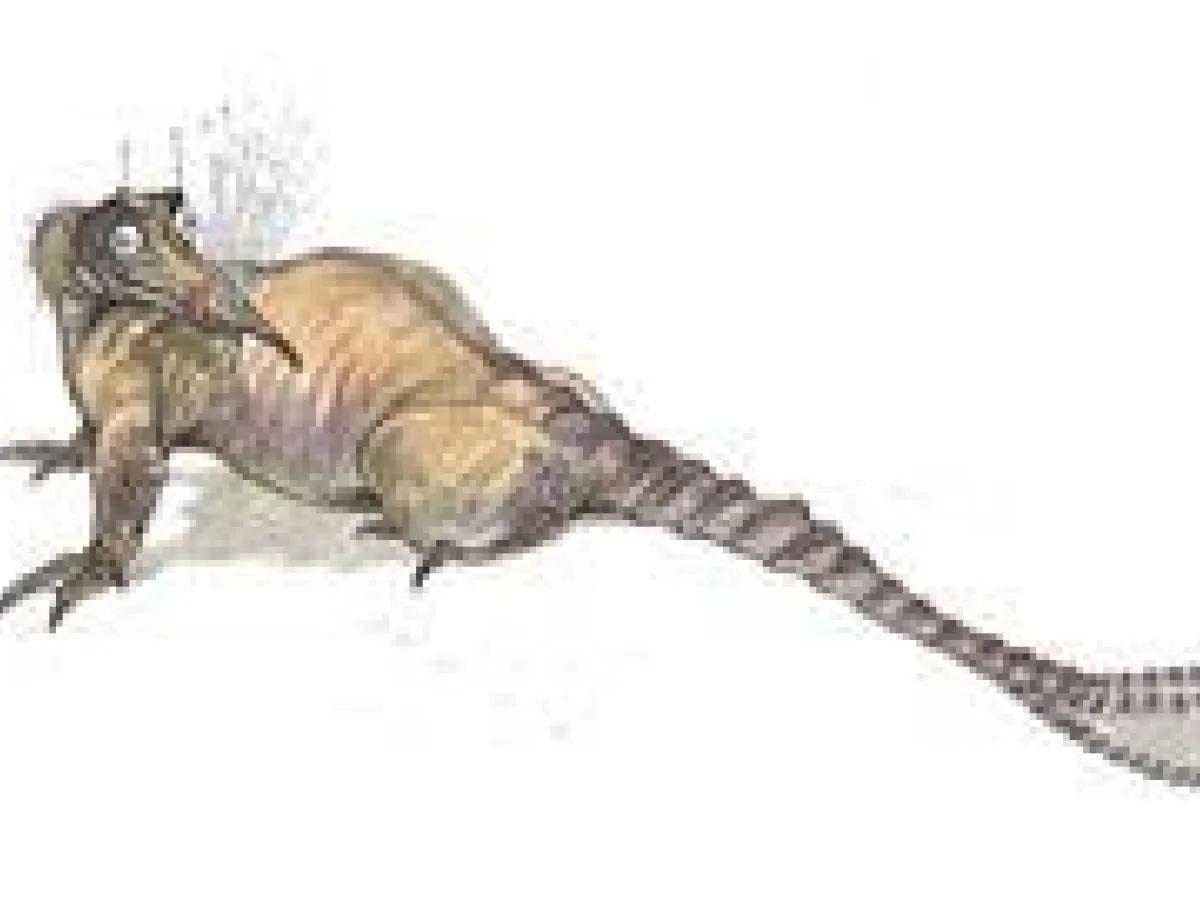Stintaril