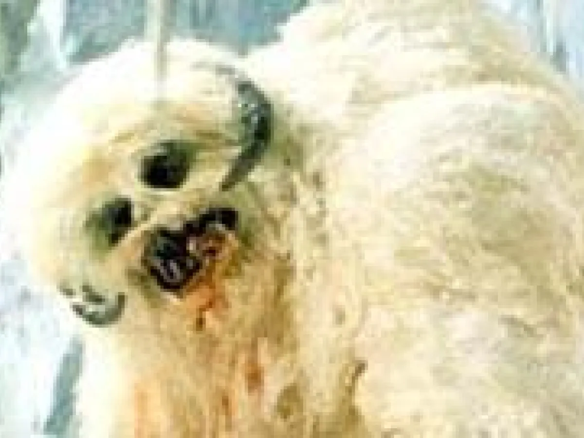 Wampa