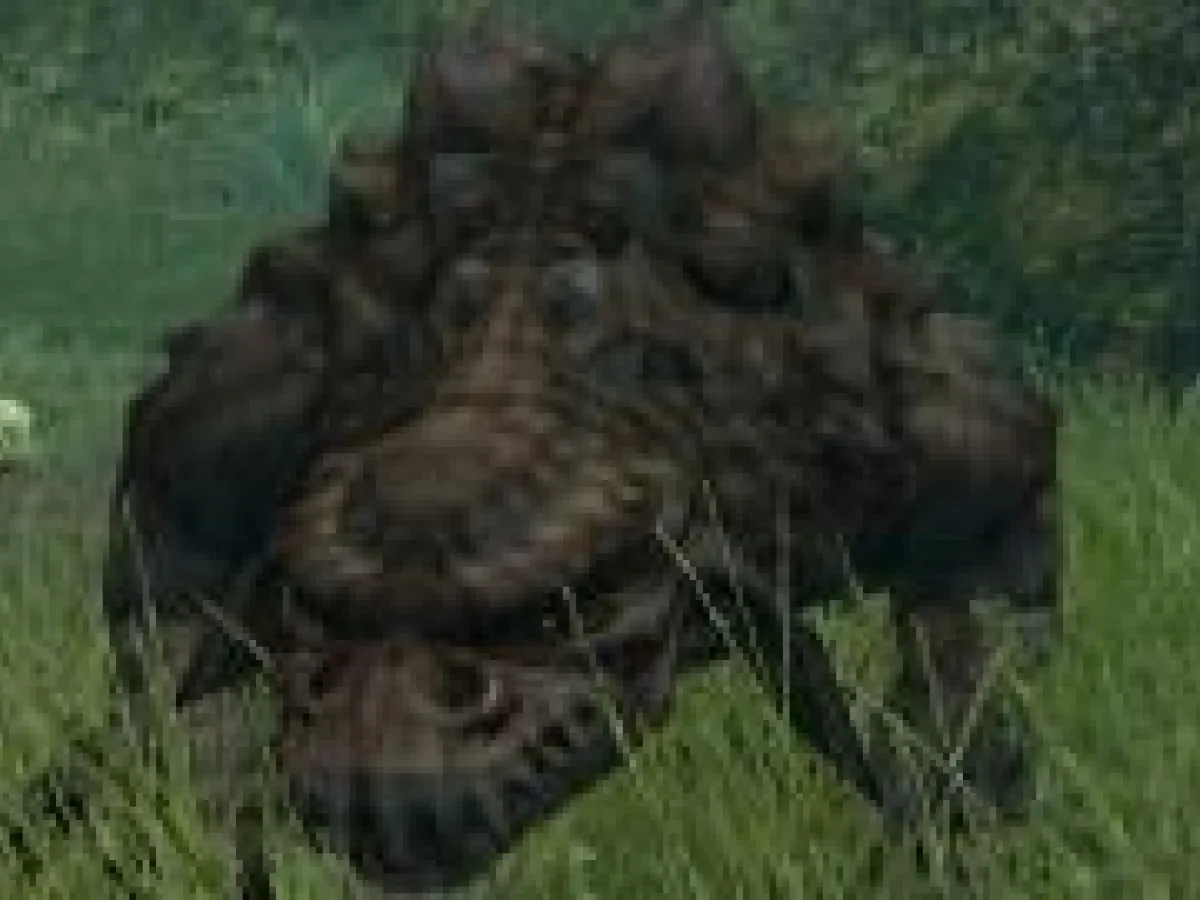 Zakkeg