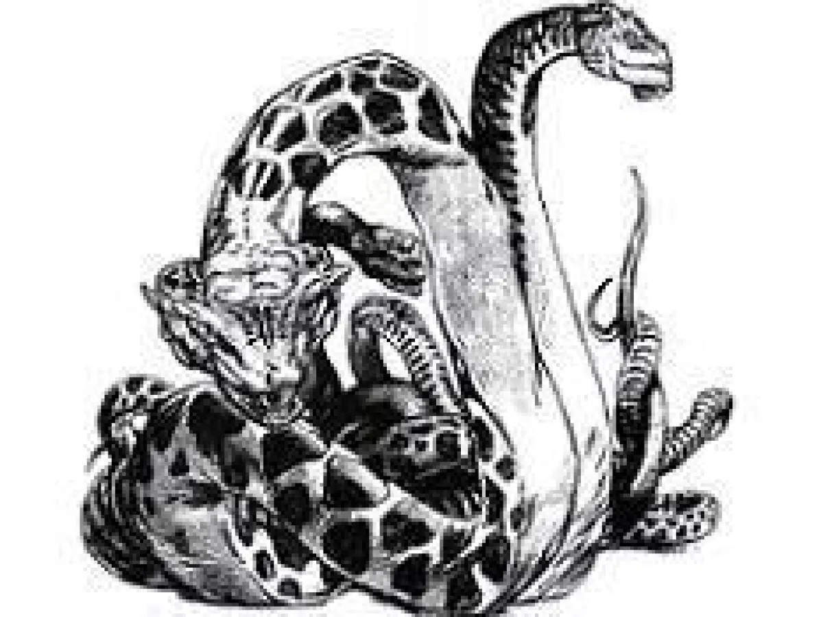Slith