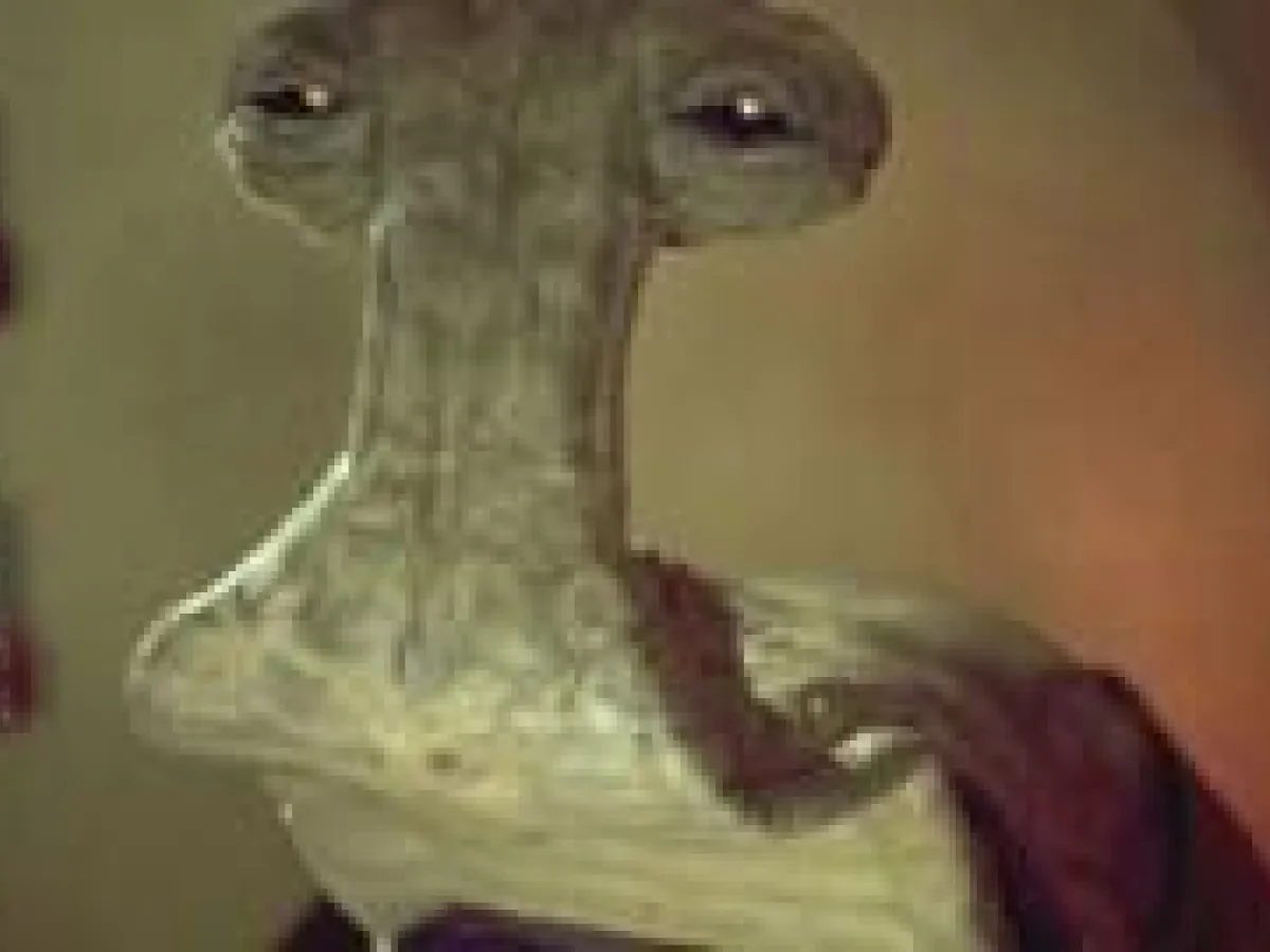 Momaw Nadon