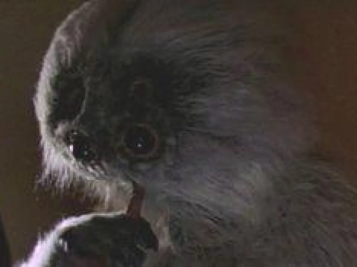 Muftak