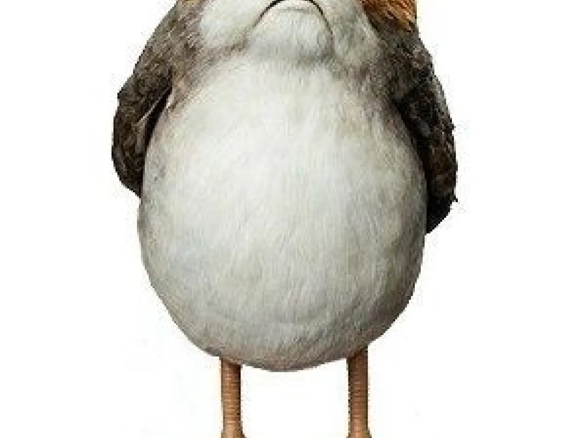 Porg