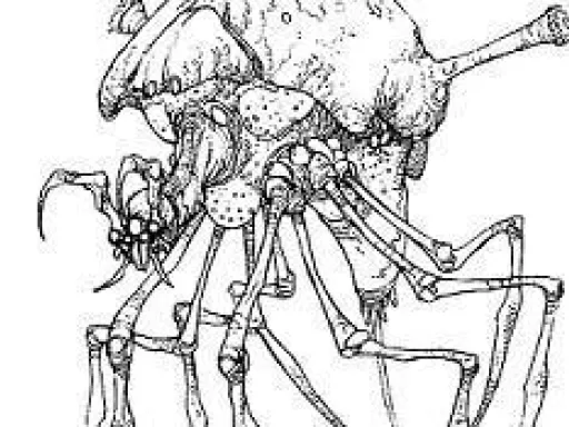 Arachnor