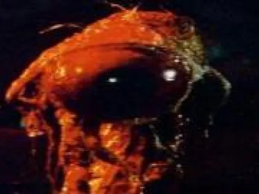 Dianoga