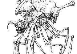 Arachnor
