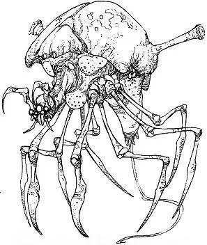 Arachnor adulte