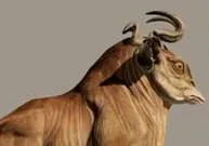 Ikopi