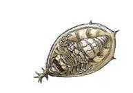 Orbalisk