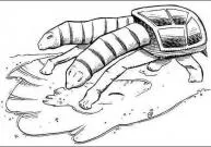 Tortue à deux têtes