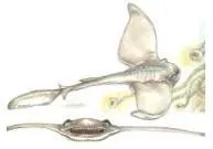 Velker