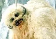 Wampa