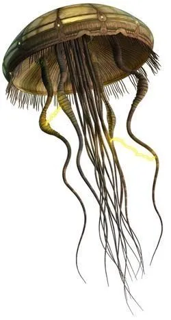 Une Méduse Hydroïde.