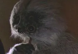 Muftak