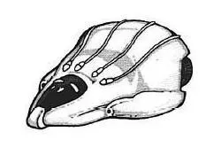 Vaisseau-Cône Selonien