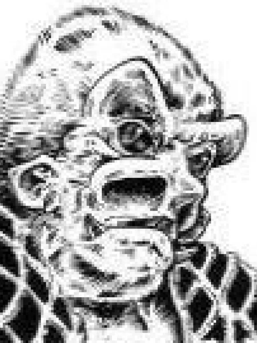Sully Tigereye