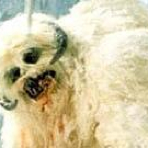 Wampa